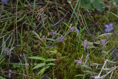 Cyanotis arachnoidea